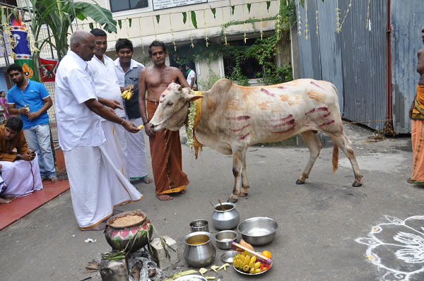 matu pongal 01