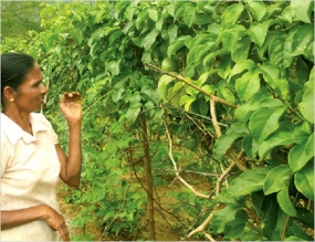 A project to create Fruit villages in Kurunagala District