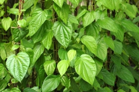 Govt. Expands Betel Cultivation