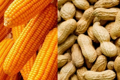 Import of maize and peanuts suspended from 15th