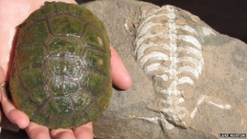 How The Turtle Got Its Shell