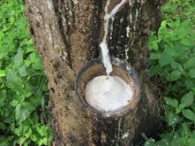 Govt. keen to upgrade rubber industry