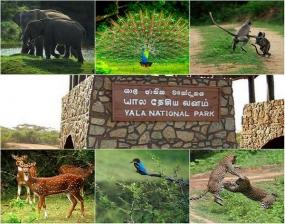 Yala highest earner among national parks in 2017