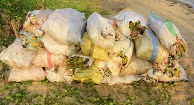 Aloe vera plants transported without permit seized by Navy