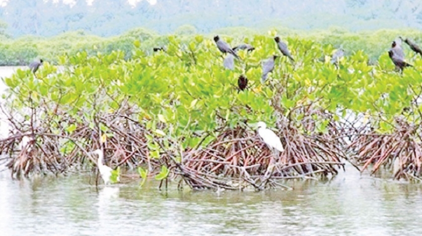 Conserving wetlands in Sri Lanka