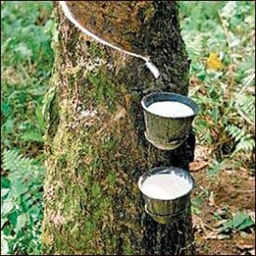 Sri Lanka aims to increase raw rubber production