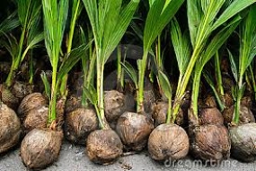 Program to plant 32 million Coconut Seedlings