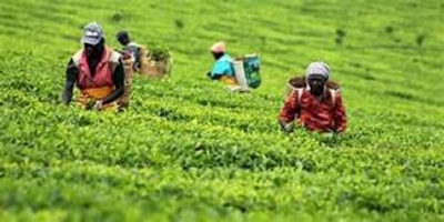 Tea Production in November decreases, while tea exports increase