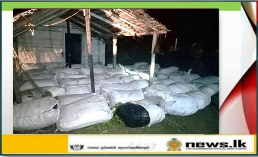 Navy seizes smuggled stock of Kendu Leaves in Kalpitiya
