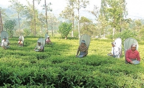 President thanks Russia for lifting tea ban: ‘Government’s prompt action paid off’