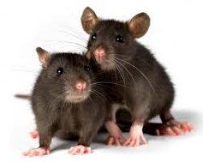 Alarming rise in rats in Colombo