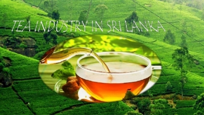 Sri Lanka’s tea output  recovering to 300mn kg in 2018