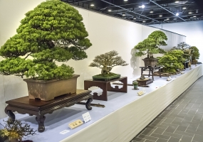 Exhibition of Bonsai starts today