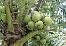 USD 01 billion revenue  from Coconut based industries by 2020