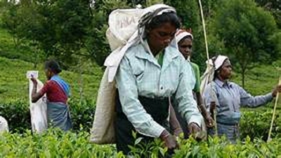 Plantation workers get wage hike, arrears