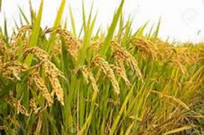 Government to implement Paddy Purchasing  for Maha Season