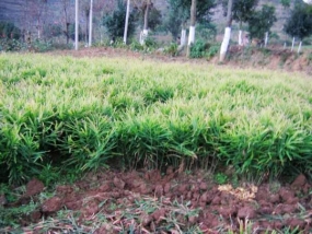 Ginger Cultivation in Kurunegala District a success