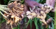 Large scale Ginger cultivation