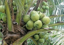 Programme to Promote Brand Name 'Sri Lanka Coconut'