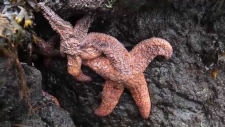 Virus May Be Cause of Epidemic Killing Millions of Sea Stars