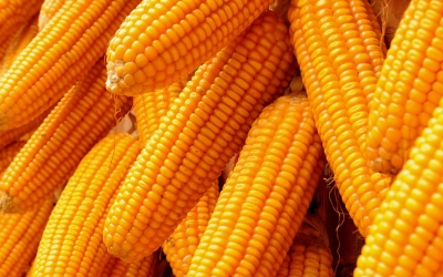 Maize imports slashed by 50 percent