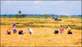 Programme to purchase Mahaweli paddy