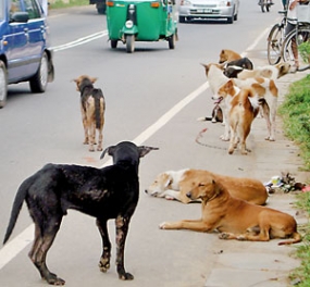 CMC begins survey on stray dogs