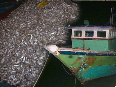 Navy seizes 02 Indian fishing boats and apprehends 16 Indian fishermen for poaching in Sri Lankan waters