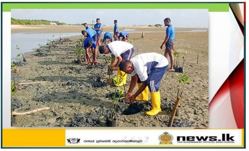 Navy launches mangrove planting projects in Mannar and Arugam Bay