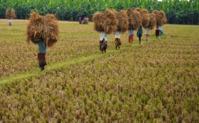 Harvesting for Yala season commences