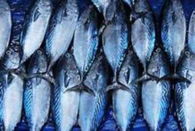 Sri Lanka fish exports up