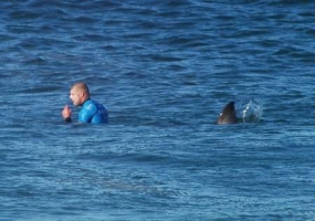 Drones in Australian beaches to monitor sharks