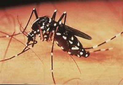 Dengue still on the rise in 7 districts