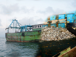 Navy seizes 02 Indian fishing boats poaching in Sri Lankan waters north of Mannar