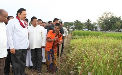 President inspects Kimbulawela Model Paddy Fields