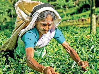 Loan scheme to revive tea industry